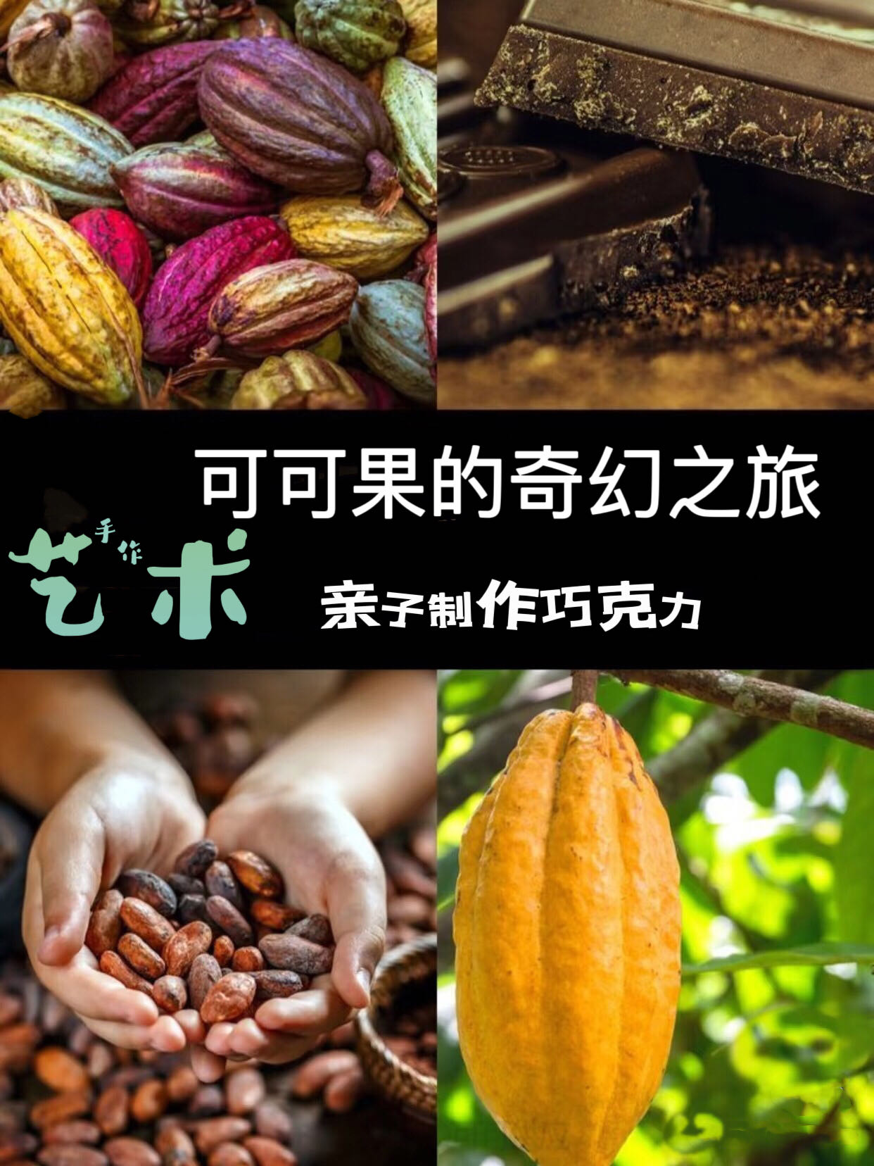 可可果的奇妙之旅